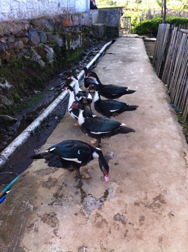 Angsa hitam, eh bukan bebek deng :P