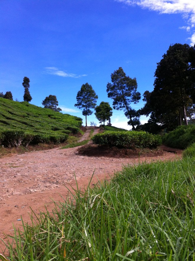 Kebun Teh menuju Tegal Panjang